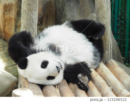 可愛いパンダ 可愛いパンダ 123206522