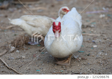 The white Duck is stay in dry garden 123206676