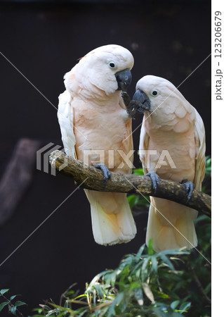 Couple moluccan cockatoo bird is love and eatting in garden Couple moluccan cockatoo bird is love and eatting in garden 123206679