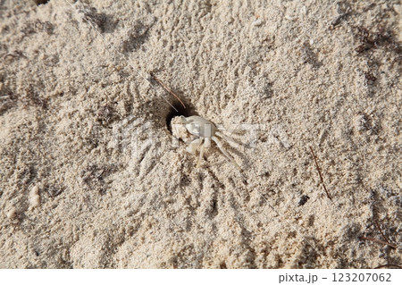 沖縄の砂浜で穴を掘る小さな白い蟹 123207062