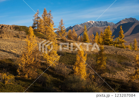 Beautiful autumn landscape with mountains and golden larch trees at sunset 123207084