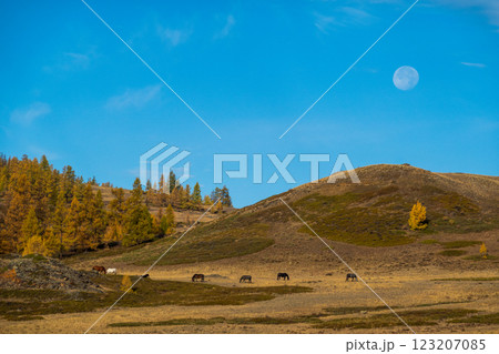 Horses grazing peacefully under moonlit sky on hilly landscape Horses grazing peacefully under moonlit sky on hilly landscape 123207085