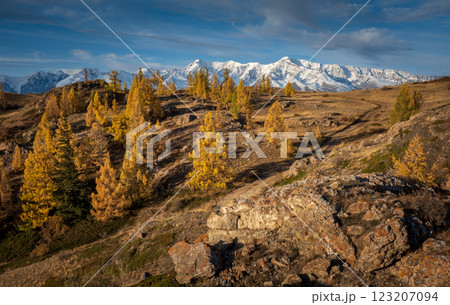 Autumn landscape with golden trees and snowy mountains under blue sky 123207094
