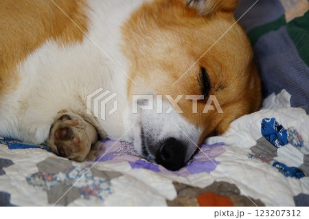 眠る犬 眠る犬 123207312