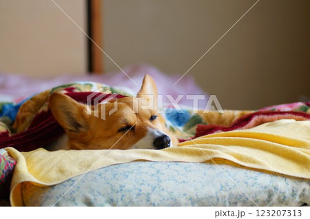 寝ているコーギー 123207313