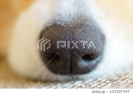 犬の鼻 123207347
