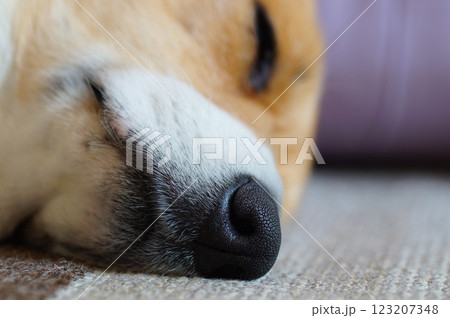 犬の鼻 123207348