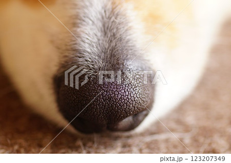犬の鼻 123207349