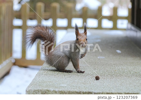 冬のエゾリス 123207369