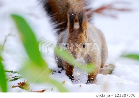 冬のエゾリス 123207370