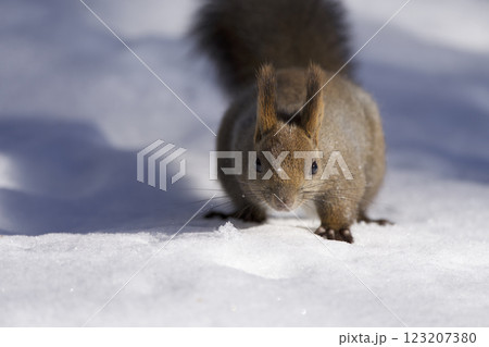 冬のエゾリス 123207380