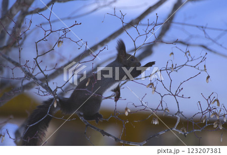 冬のエゾリス 123207381