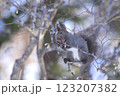冬のエゾリス 123207382