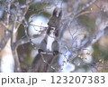 冬のエゾリス 123207383