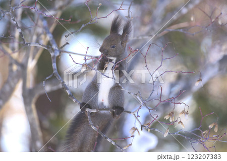 冬のエゾリス 123207383