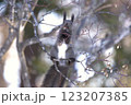 冬のエゾリス 123207385
