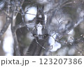 冬のエゾリス 123207386