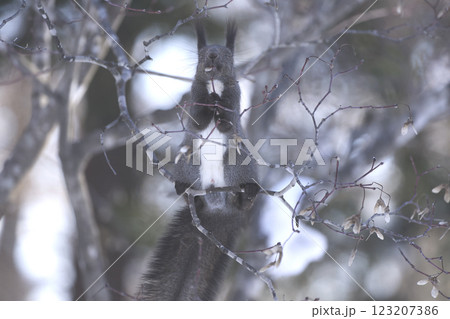 冬のエゾリス 123207386