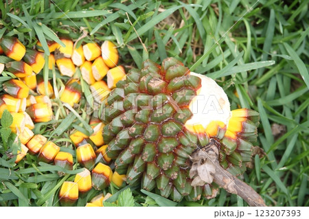 タコノキの実 123207393