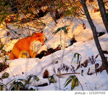 冬のキタキツネ 123207430