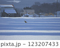 冬のキタキツネ 123207433
