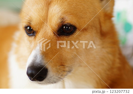 コーギー コーギー 123207732