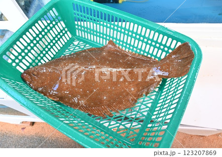 Korean fish. Fresh live flatfish. 123207869