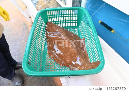 Korean fish. Fresh live flatfish. 123207870