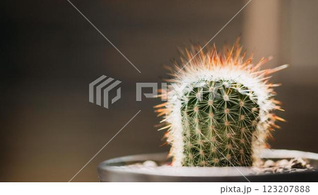 インテリアに最適!可愛いミニサボテン2 インテリアに最適!可愛いミニサボテン2 123207888