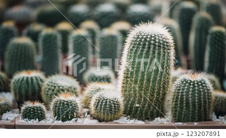 インテリアに最適!可愛いミニサボテン5 インテリアに最適!可愛いミニサボテン5 123207891