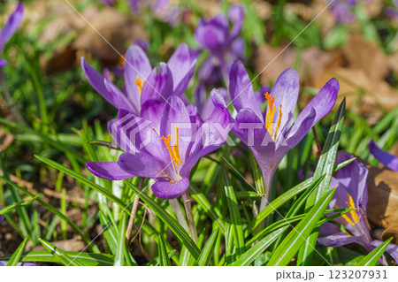 Beautiful purple spring crocuses in the garden in sunny day, floral background, close up, macro Beautiful purple spring crocuses in the garden in sunny day, floral background, close up, macro 123207931