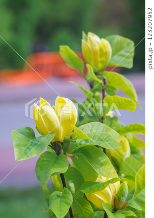 Blooming tree branch with Magnolia brooklynensis, Yellow Bird flower close up in park or garden 123207952