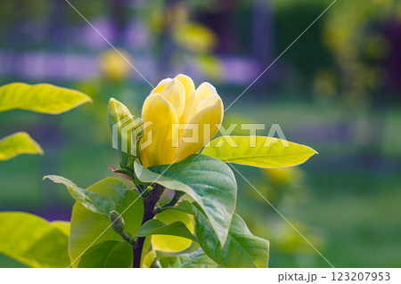 Blooming tree branch with Magnolia brooklynensis, Yellow Bird flower close up in park or garden 123207953