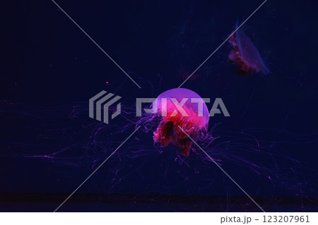 Fluorescent lion's mane jellyfish swimming underwater aquarium pool with red neon light. 123207961