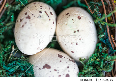 bird eggs 123208055