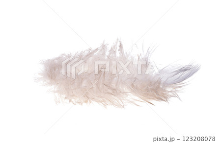 bird feather isolated bird feather isolated 123208078