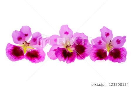 geranium flower isolated 123208134