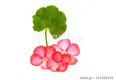 geranium flower isolated 123208138