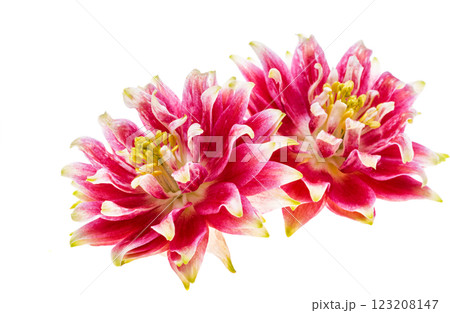 red columbine flower isolated red columbine flower isolated 123208147
