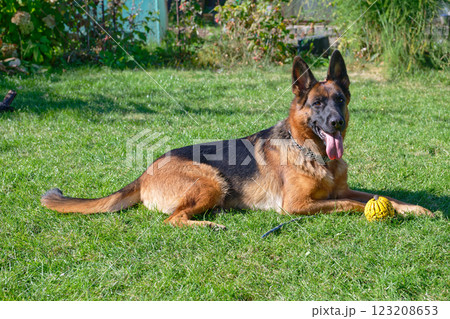 German shepherd on a green grass German shepherd on a green grass 123208653