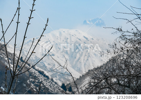 Branches of trees without leaves, with spring swelling buds of frame in the foreground against the background of a blurred cascades of mountain peaks and slopes covered with snow. Beauty in nature 123208696