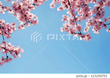 青空に映える美しい桜 123208701