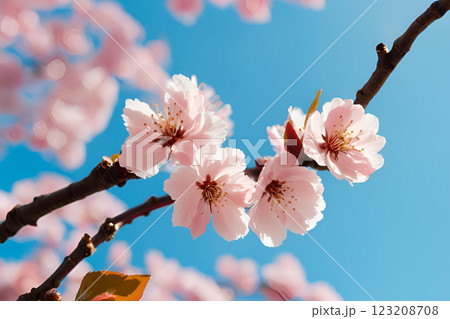 青空に映える美しい桜 123208708