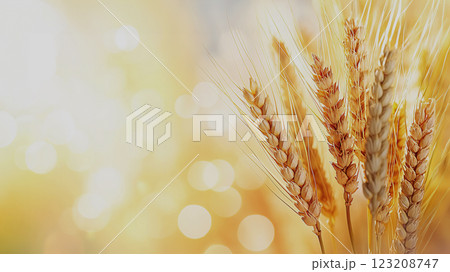 Detailed close-up of a bunch of golden wheat ears on a sunny background, copy space 123208747