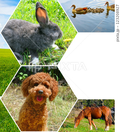 Portraits of pets. Free space for text. Collage. Portraits of pets. Free space for text. Collage. 123208927