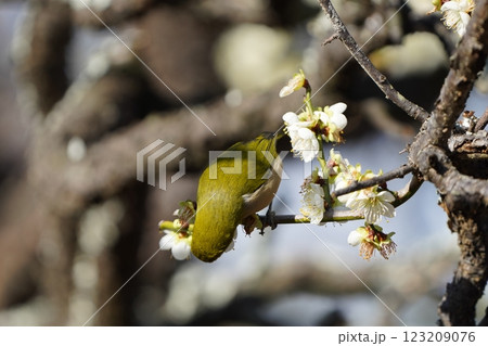 梅の花の蜜を吸うメジロ 梅の花の蜜を吸うメジロ 123209076
