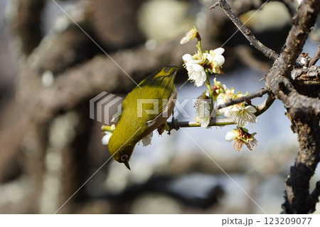 梅の花の蜜を吸うメジロ 梅の花の蜜を吸うメジロ 123209077