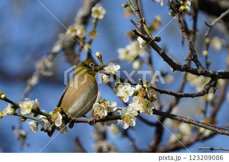 梅の花の蜜を吸うメジロ 123209086