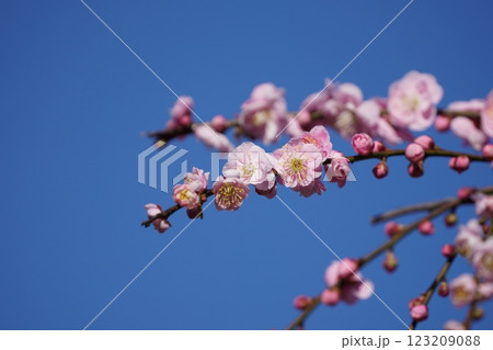 梅の花の蜜を吸うメジロ 123209088