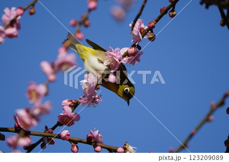 梅の花の蜜を吸うメジロ 梅の花の蜜を吸うメジロ 123209089